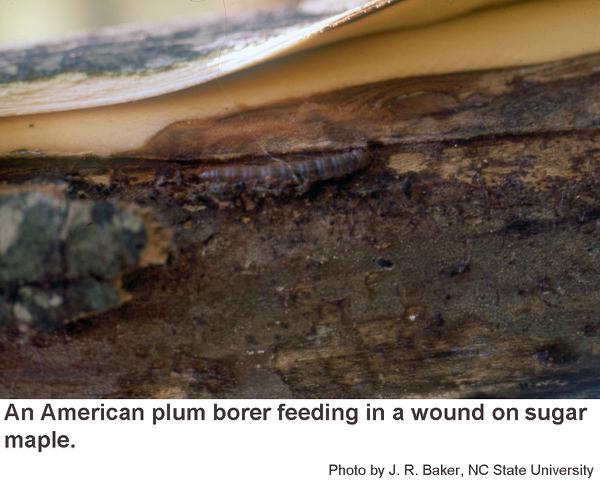 Thumbnail image for American Plum Borer in Ornamentals